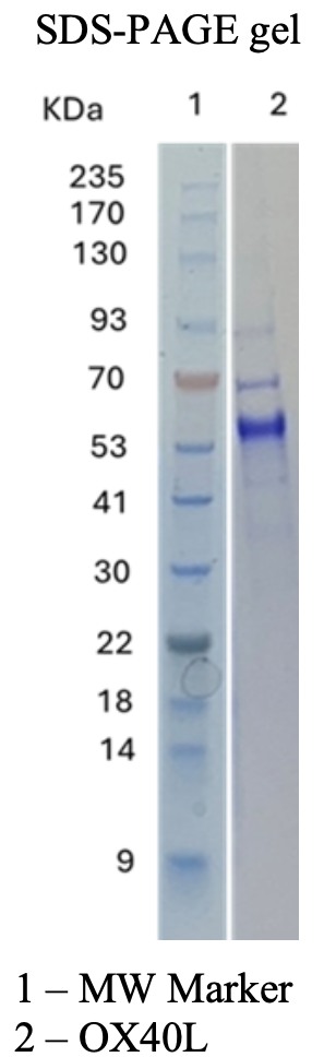 Recombinant Human OX40 Ligand / TNFSF4, Fc Tag Recombinant Human OX40 Ligand / TNFSF4, Fc Tag